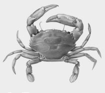 Drawing T. Kurz; Go to the Atlas of Exotic animals of the Mediterranean Sea